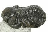 Bargain, Austerops Trilobite - Ofaten, Morocco #372446-1